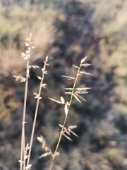 Eragrostis racemosa