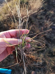 Eragrostis racemosa