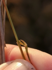 Eragrostis racemosa