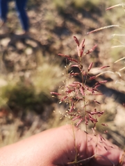 Eragrostis annulata