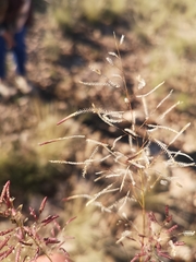Eragrostis annulata
