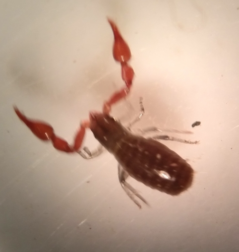 iNaturalist observation photo of Iocheirata