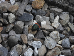 Eucorydia dasytoides