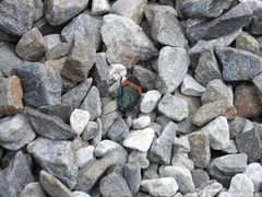 Eucorydia dasytoides