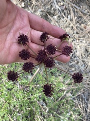 Lomatium multifidum