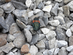 Eucorydia dasytoides