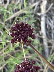 Lomatium multifidum