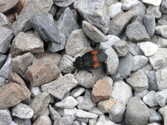 Eucorydia dasytoides