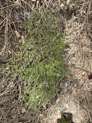 Lomatium multifidum