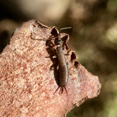 Pygidicranidae