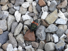 Eucorydia dasytoides