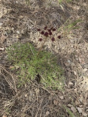 Lomatium multifidum