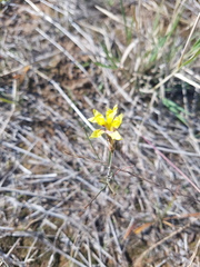 Goodenia fascicularis