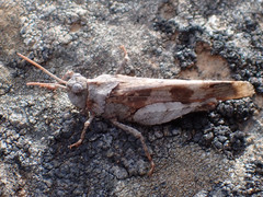 Oedipoda canariensis