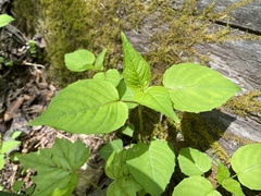 Circaea canadensis canadensis