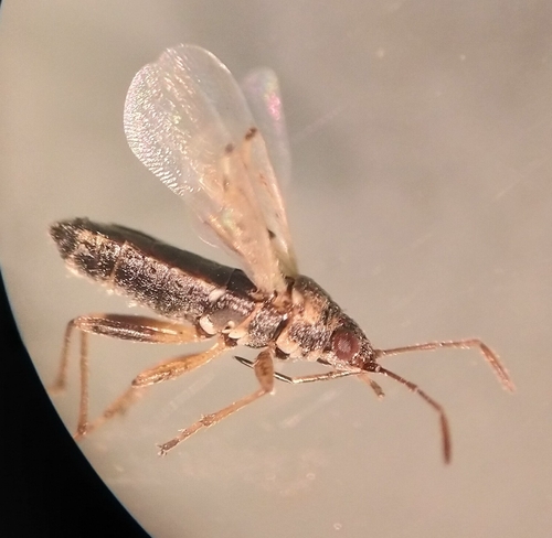 iNaturalist observation photo of False chinch bugs