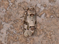 Emarginea percara