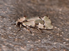 Emarginea percara