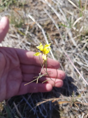 Goodenia fascicularis