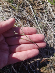 Goodenia fascicularis
