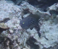 Plectroglyphidodon marginatus