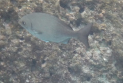 Kyphosus hawaiiensis