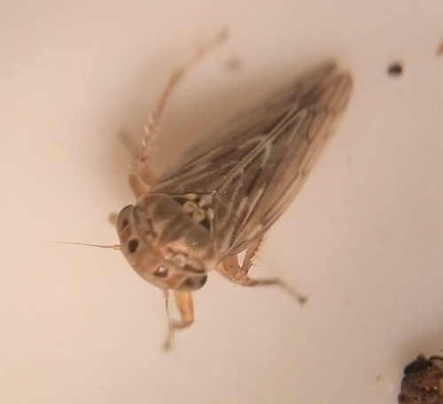 iNaturalist observation photo of Ceratagallia