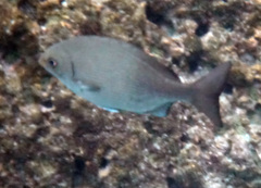 Kyphosus hawaiiensis