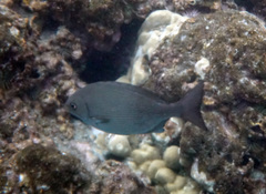 Kyphosus hawaiiensis