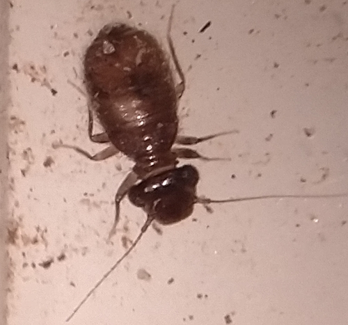 iNaturalist observation photo of Lepinotus
