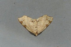 Achrosis rondelaria