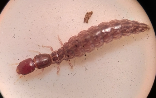 iNaturalist observation photo of Raphidiid Snakeflies