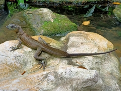 Hydrosaurus pustulatus