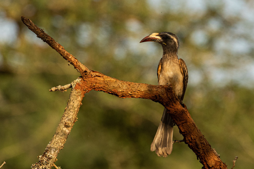 Whistling Hornbills