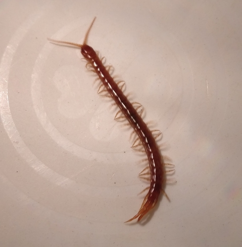 iNaturalist observation photo of Western Fire Centipede