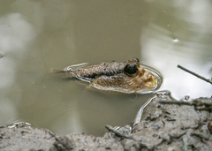 Periophthalmodon schlosseri