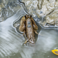 Periophthalmodon schlosseri