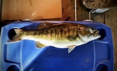 Micropterus cataractae