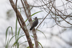 Thamnophilus doliatus image