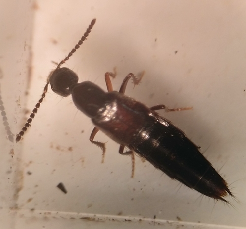 iNaturalist observation photo of Rove Beetles