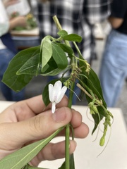 Rhinacanthus