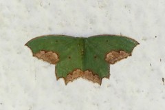 Chloroparda palliplagiata