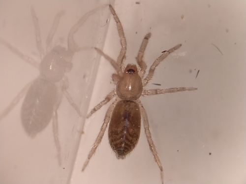 iNaturalist observation photo of Haplodrassus