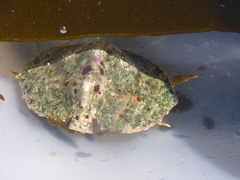 Cryptolithodes sitchensis
