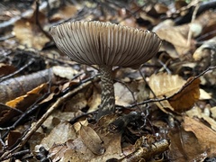 Amanita nigrescens