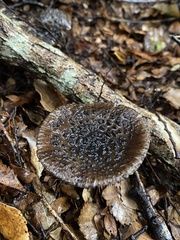 Amanita nigrescens