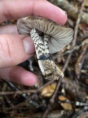 Amanita nigrescens