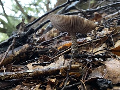 Amanita nigrescens