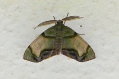 Achrosis incitata