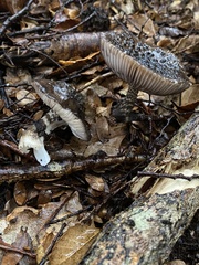 Amanita nigrescens